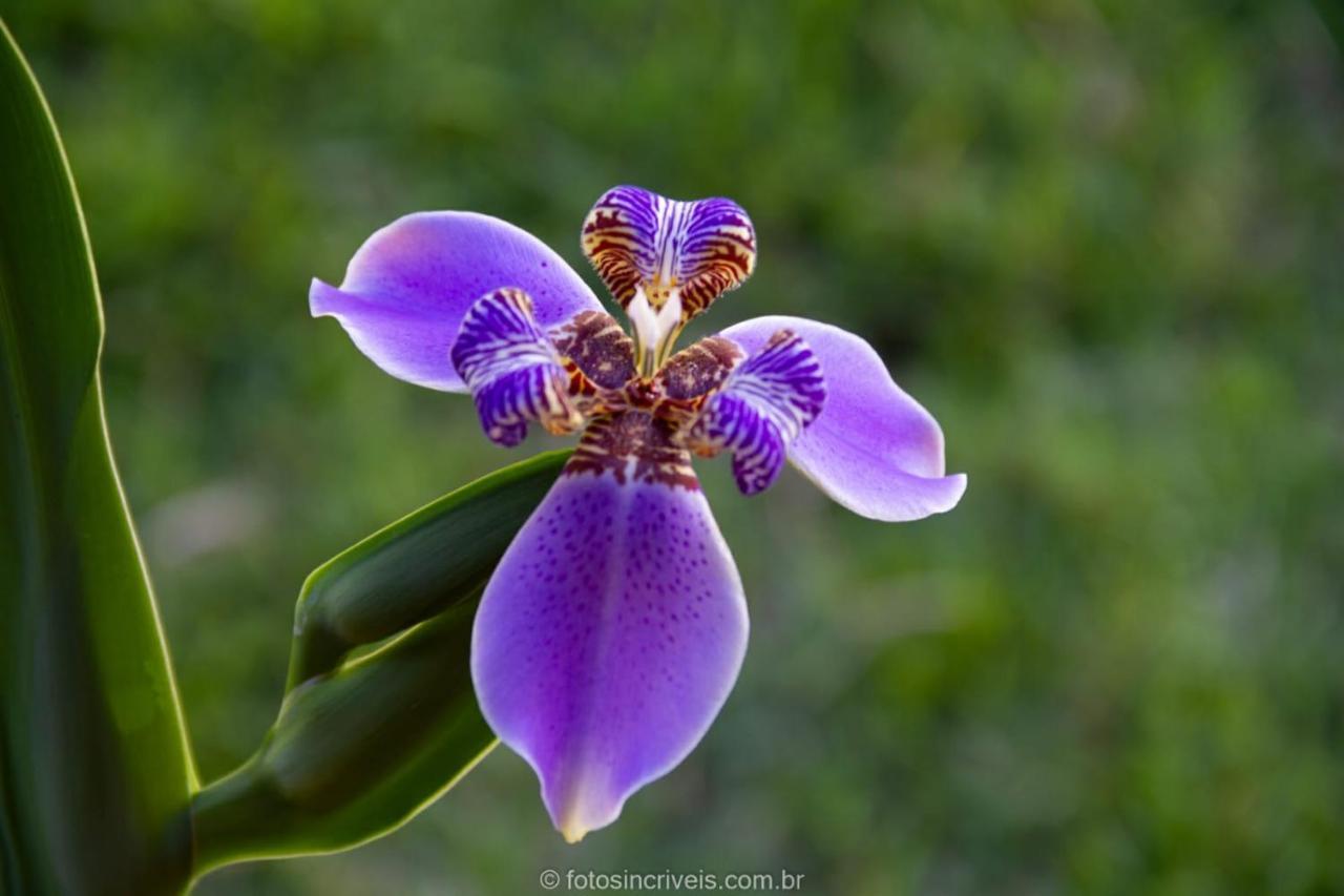 Pousada Natureza Divina Araquari Exterior foto